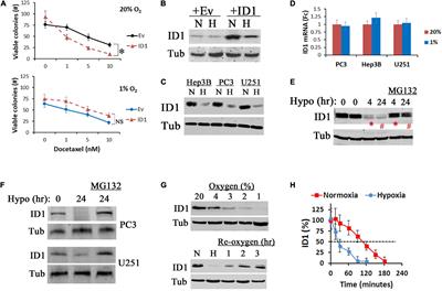 HIF1 and ID1 Interplay Confers Adaptive Survival to HIF1α-Inhibition